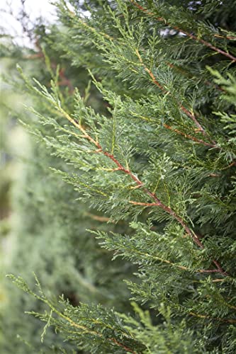 LeylandZypresse Winterhart Die 15 besten Produkte im Vergleich