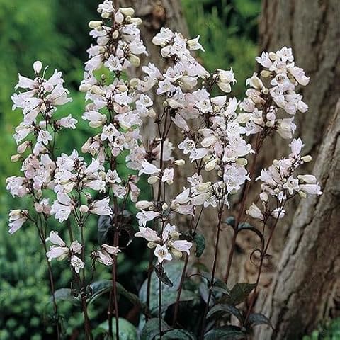 Plant World Seeds Penstemon Digitalis 'Husker Red' Cover