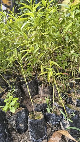 Image of Peach Fruit Live Plant (Andu) - Outdoor Fruit Plant | High Yield Variety | Grows Well in All Climates | Pack of 1 Healthy Live Plant