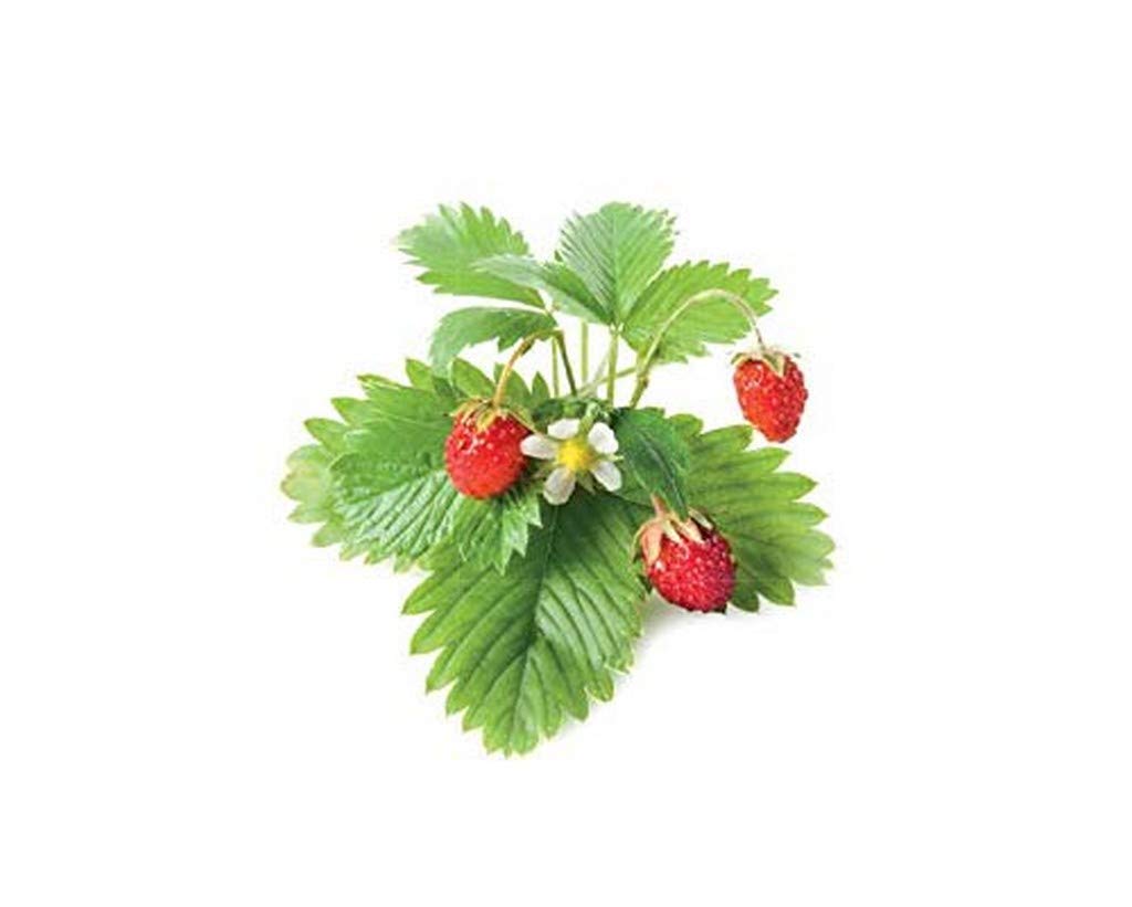See full amazon price history chart for OhhSome Live Plant for Home Garden Strawberry Heirloom Terrace Fruit Nursery Plant (1 Healthy Live Plant) OhhSome Live Plant for Home Garden Strawberry Heirloom Terrace Fruit Nursery Plant (1 Healthy Live Plant) (B09N963B3K) Amazon Price History, Amazon Price Tracker