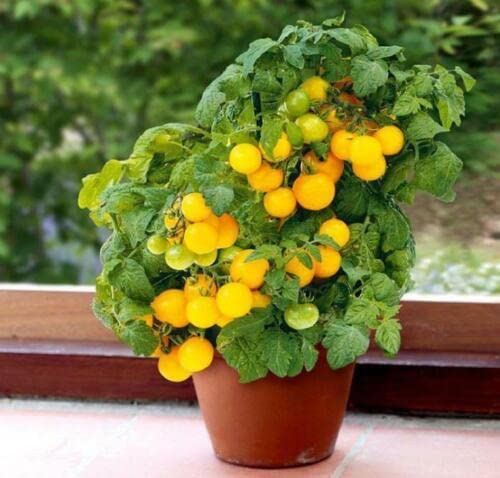 M-Tech Gardens New Rare Hybrid Tomato " Dwarf Yellow " Exotic 100 Vegetable Seeds for Growing (B0CP6WLV8T) Amazon Price History, Amazon Price Tracker
