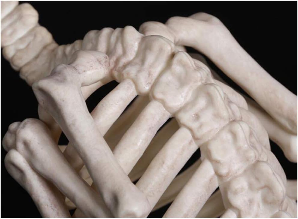 スケルトンハゲワシ装飾小道具 - 模擬動物スケルトンモデルハゲワシノスリスケルトンフィギュアおもちゃ - ホラー装飾用