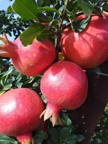 Cloud Farm Live Red Pomegranate fruit plant - Anar ka podha Fruit Tree For Outdoor Garden Decorative Plant (it's big size fruit variety tree),CF_19
