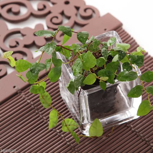 （観葉植物）ビバリウムプランツ フィカス プミラ ミニマ ３ｃｍポット（１ポット） 北海道冬季発送不可 - charm(チャーム) - 商品画像