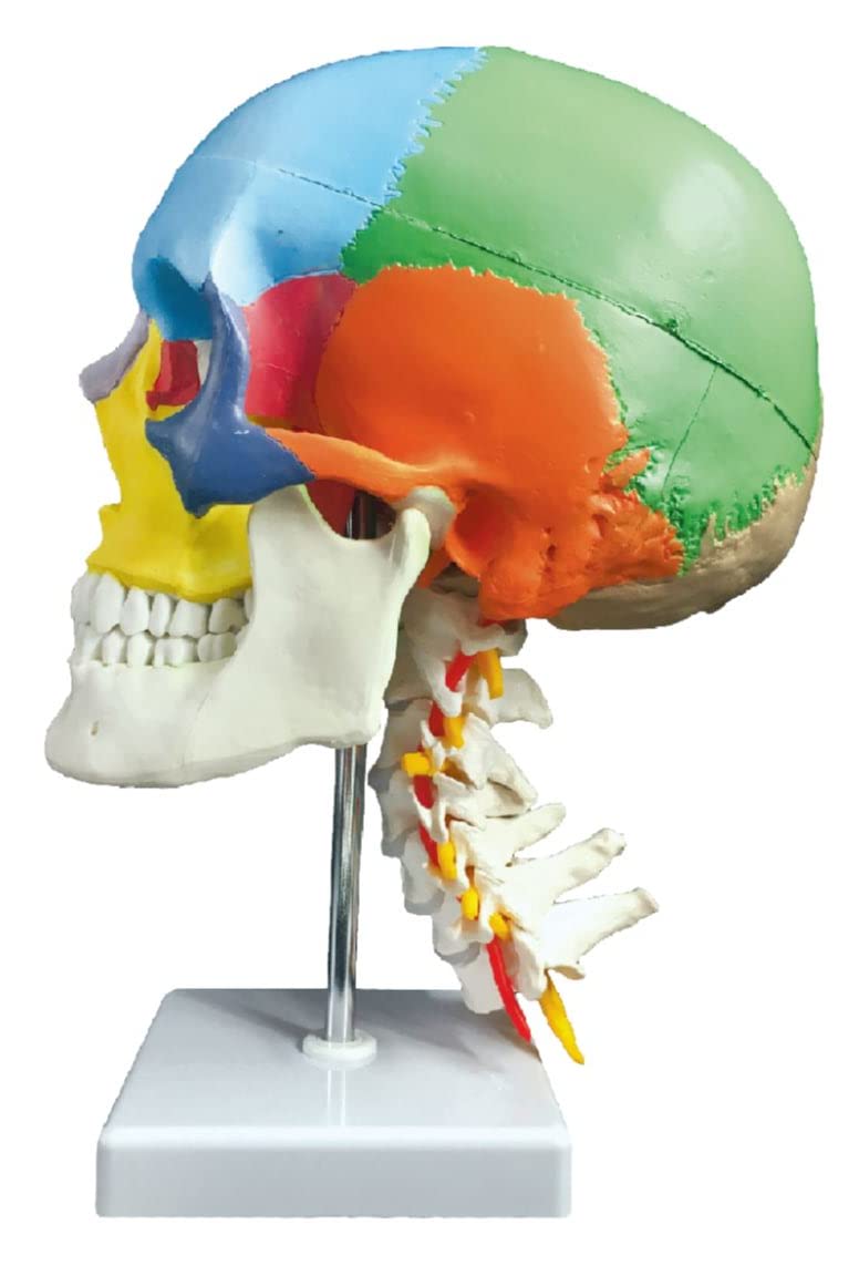 ZX | Skull Model Painted with Cervical Vertebrae | Life Size | PVC | Anatomical Model (B0BCWX7Q9F) Amazon Price History, Amazon Price Tracker