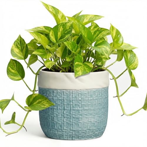 6 Inch Ceramic Plant Pot, Blue