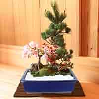 老舗ミニ最高峰五つ星お花5点美品 約8gx5計42g超得！ 楽天市場】五葉松 五葉台 地球宝 ポット ミニ 松 吾妻系五葉