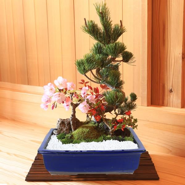 松泉　盆栽鉢3 松泉 盆栽鉢3 ミニ松 三点セットの盆栽を販売｜盆栽妙 – 盆栽妙 本店