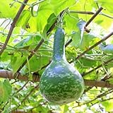 semillas de calabaza de botella - resistentes para jardín, calabaza, exóticas resistentes, decoración de jardín para exterior, 200pcs