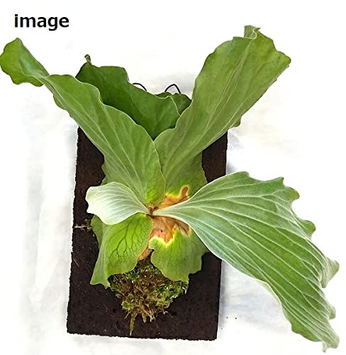 Amazon.co.jp: 希少・ ビカクシダ アンゴレンセ（エレファントティス