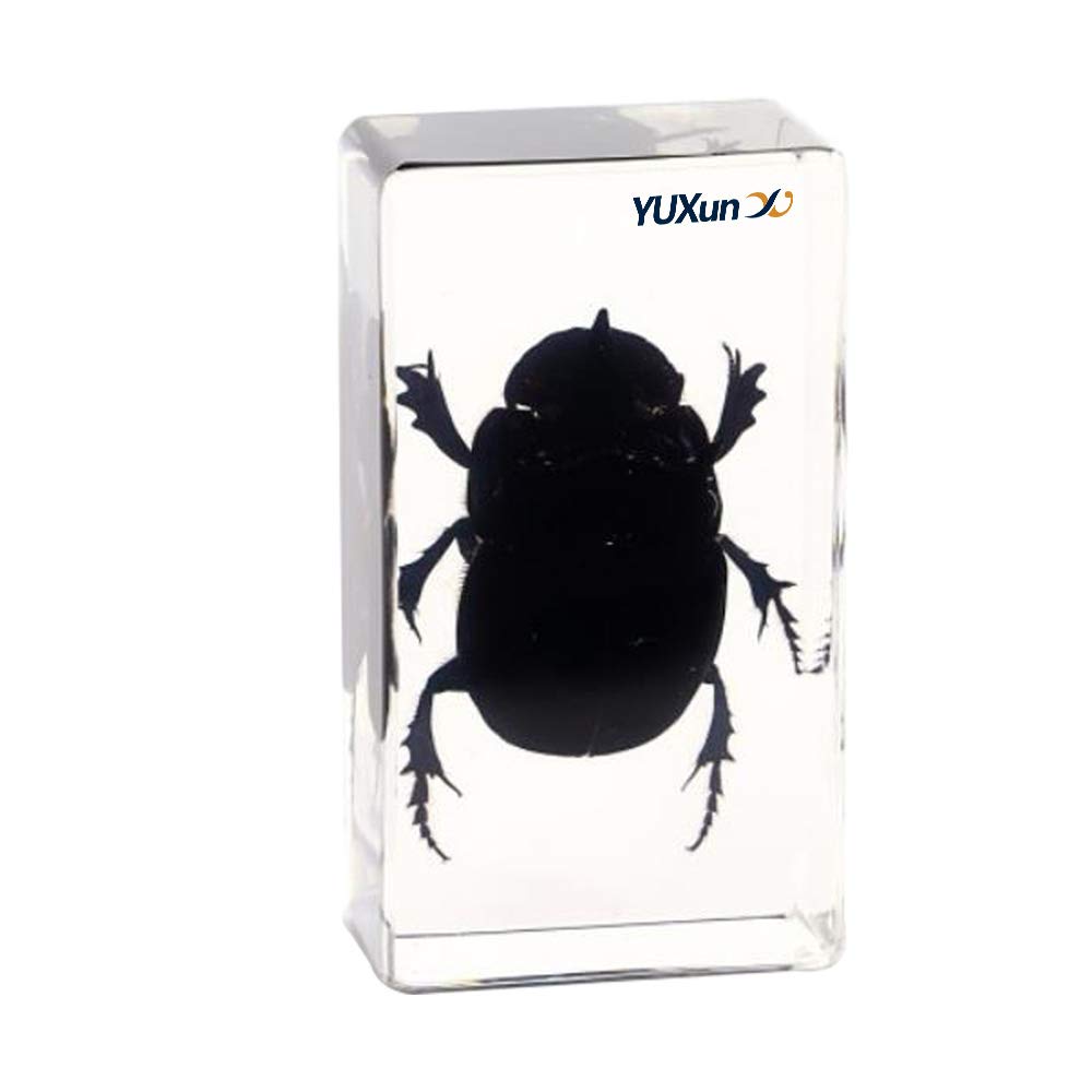 Cherish XT Real Insect Scarab Specimen Resin Paperweight Cockchafer Dung Beetles Specimen for Science Education (Catharsius Molossus)