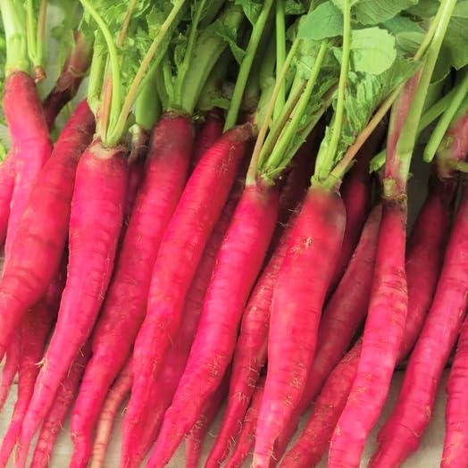 Amazon.com : TomorrowSeeds - Fire Candle Radish Seeds - 900+ Count