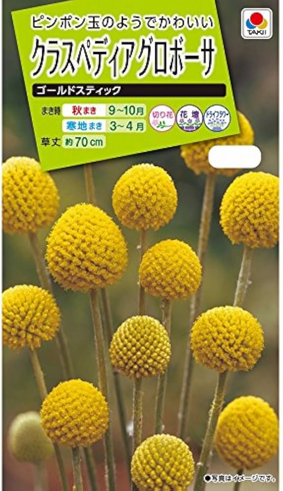 Amazon | タキイ種苗 クラスペディア グロボーサ | 花