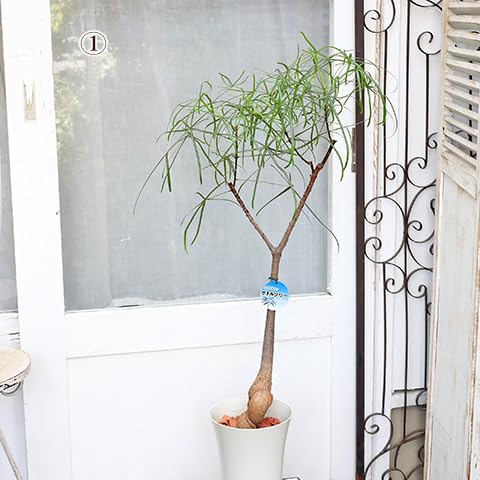 Amazon｜現品販売 観葉植物 ボトルツリー ルペストリス ブラキキトン 6 
