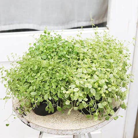 在庫1点のみ　ペペロミア　美依子　斑入り　抜き苗 Amazon｜観葉植物 ペペロミア 美依子 真亜子 3号 (ミイコ)｜観葉植物