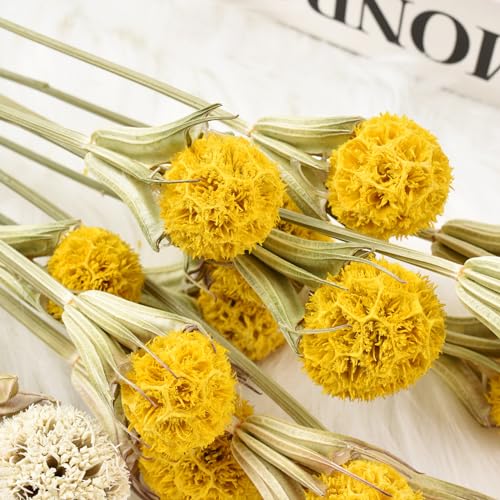 Ramo de flores secas de cardo, 36 piezas, 17 pulg. miniatura 4