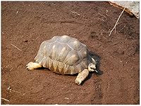 Floragard Schildkrötensubstrat ohne Dünger, Einstreu für Landschildkröten, Terrarium und Frühbeet, 50 L – Ansicht 4