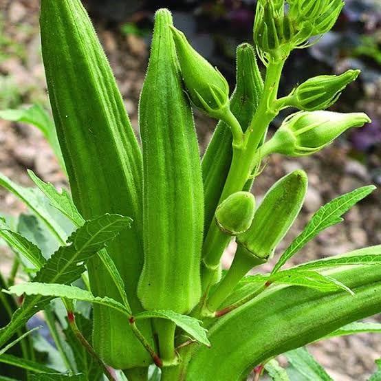 Star Plant Organic Green Lady Finger Vende Throne, Fresh Okra Native Seeds For Home Garden, Easy To Grow, Non-Hybrid, Bendakaya Plant (30-35 Seeds) (B0CNHCNN4T) Amazon Price History, Amazon Price Tracker