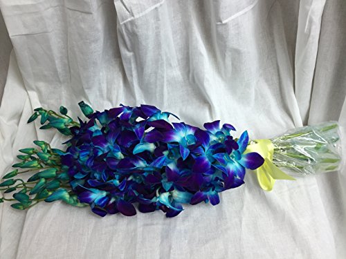 Premium Cut Blue Orchids (10 Stems Orchid)