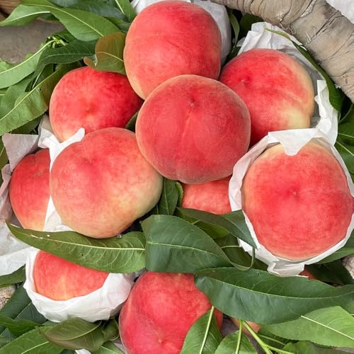 Compact Peach Tree Seeds – Perfect for Small Spaces & Urban Gardening 5pcs