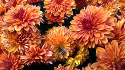 Image of Pink Daisy Live Plant | Pink Snowball Chandramallika Chrysanthemum Flower Plant with Pot | Live Outdoor Flowering Plant for Home Garden Balcony