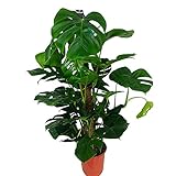 costilla de adan planta comprar No Requiere grandes cuidados PLANTA NATURAL COSTILLA DE ADAN MONSTERA DELICIOSA 140CM PARA EL INTERIOR DEL HOGAR