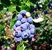 Blueberry Plants "Emerald" Southern Highbush Includes (4) Four Plants