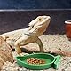 4 Stück Terrarien Näpfe Reptilien,Schildkröten Futterteller Trinkschale für Eidechsen mit Pinzette,Formen von Blättern und Mangos,Reptilien Wasserschale für Eidechsen,Schlangen,Schildkröten,Ratten