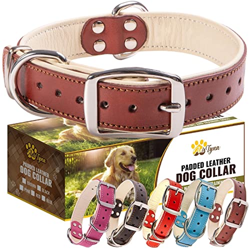Find The Best Leather Collar For Dogs Reviews & Comparison Katynel