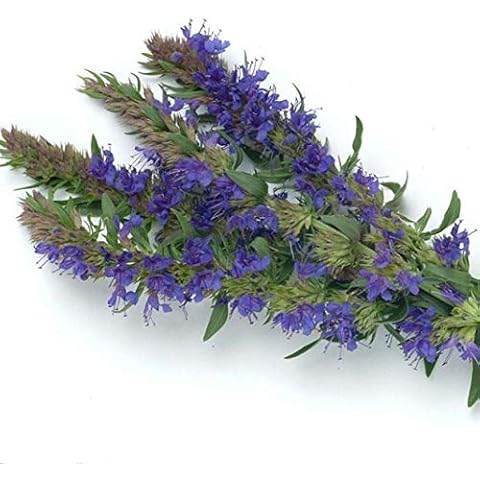 Hyssopus officinalis Plants Seeds 30pcs Organic Whole Plant Contains Aromatic Oil Fresh Herb Seeds for Planting Garden Yard Outdoor Cover