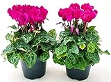 POWERS TO FLOWERS