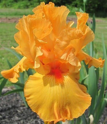 Beautiful Flowering Perenials, Reblooming Iris, Bearded Iris, Orange, Edge Field Glow, Root, Plant, Great Spectacular Flower Heads