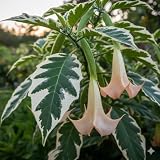 Variegated Brugmansia – Angel’s Trumpet – Live Tropical Plant – Big Fragrant Apricot Flowers – Variegated Leaves – Live Plant in 3 Inch Pot – Rare Tropical Flowering Shrub for Garden or Patio