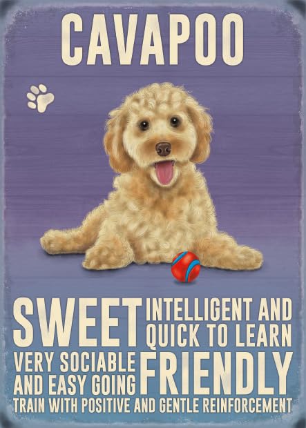 Small (150 x 200mm) Metal Sign - Cavapoo, 15 x 20 cm