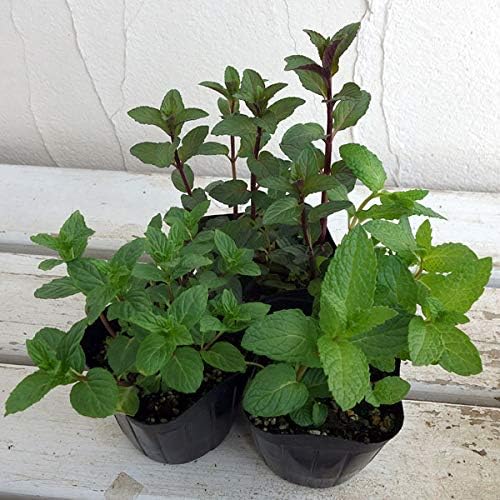 ミント3種セットb スペア ペパー クールミント Globaleee Org