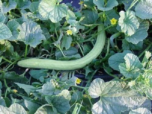 10 Multicolored SNAKE GOURD Lagenaria Siceraria Vine Seeds by Seedville