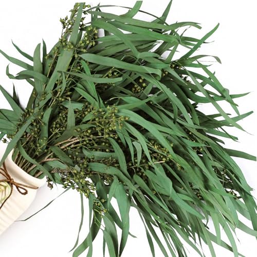 17'' Real Dried Seeded Eucalyptus Stems for Shower, Preserved Natural Eucalyptus Leaves with Seeds, Preserved Greenery Branches for Arrangement, Wedding, Office, Farmhouse, Home Decor(5oz)