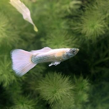 Amazon 熱帯魚 スーパーフルプラチナ グッピー 国産グッピー １ペア 北海道航空便要保温 Charm チャーム 観賞魚 水中生物 通販