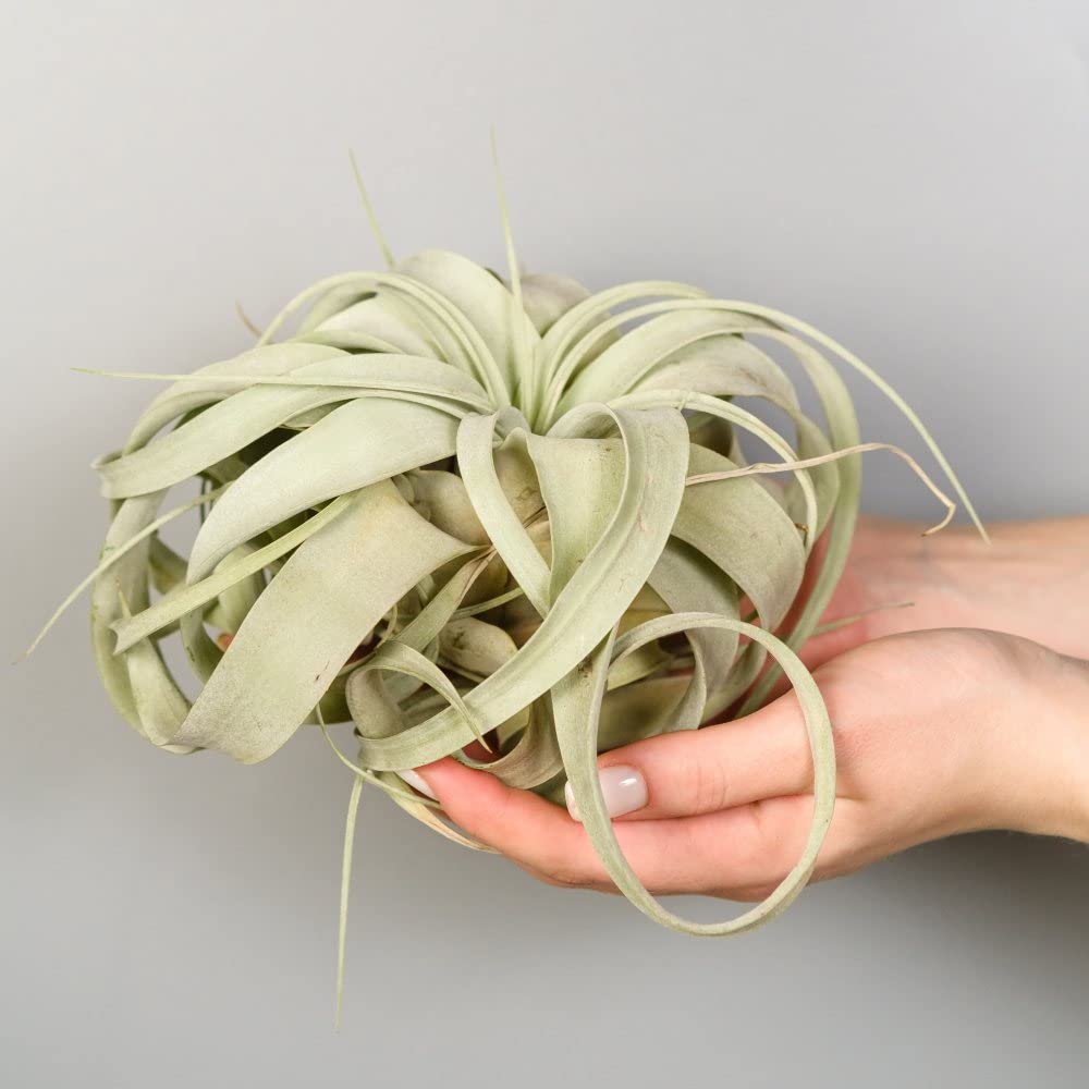 Air Plant (Tillandsia) xerographica | Air Purifying No Soil Indoor Houseplant | 1 x 18cm Wide Plant| by Thompson & Morgan