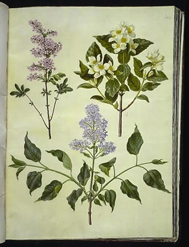Image Sur Toile Syringa Persica Philadelphus Affiche Impression d'art 60x90cm