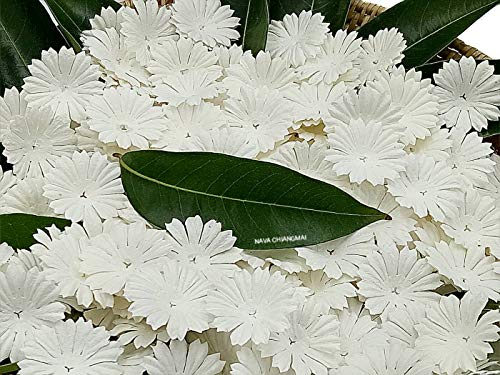 Nava Chiangmai 100 White Mulberry Daisy Paper Flowers Scrapbooking Embellishment #TOP5