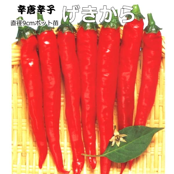 Amazon.co.jp: 辛とうがらし げきから 9cmポット苗 トウガラシ : DIY