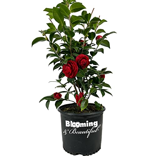 Blooming & Beautiful - Black Tie Camellia - 3 Gal - Evergreen Shrub - Dark True Red Formal Double Bloom - Late Winter/Early Spring - Zones 7-9 - Camellia Japonica Black Tie - 3 Gallon Pot