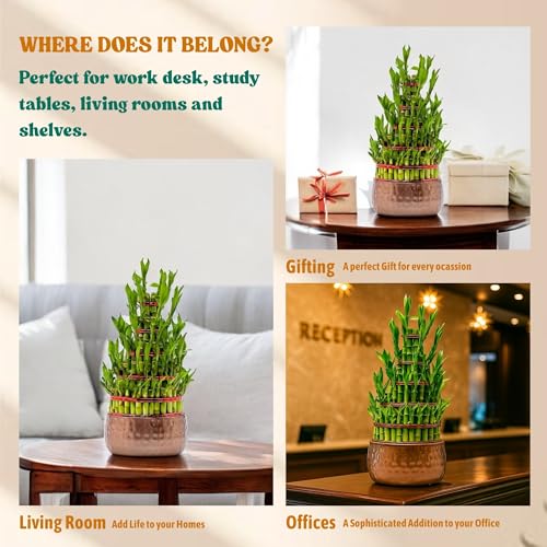 Image of Amulya Farms Live Lucky Bamboo 5 layer plant in Metal Pot | Indoor Bamboo Plants for Home, Living Room, Balcony, Office desk & Kitchen Decoration | Vastu Plant | (Plant in Metal Pot with Rubber Grips)