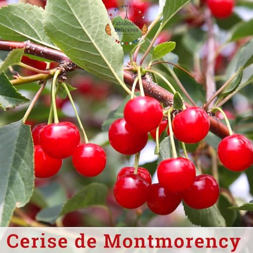 The Cerise de Montmorency &mdash; A Very French Cherry