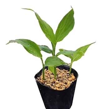 ポリポット植えミョウガ苗 ポリポット植えミョウガ苗