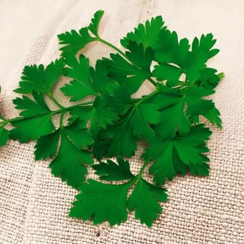 2 Sementes De Coentro Verdão 500g Feltrin