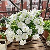 Semillas de petunia colgantes blancas - 200 piezas Semillas de flores Regalo para invitados Semillas de plantas de casa, Petunia Petunia hybrida Plantas en macetas Flores Balcón, Semillas raras P