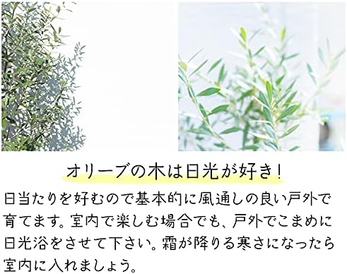 Amazon Co Jp 平和のシンボル オリーブの木 中型8号 鉢植え 鉢カバー付き 鉢カバーa ホーム キッチン