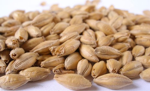 Maris Otter Malt de 6.6lbs.